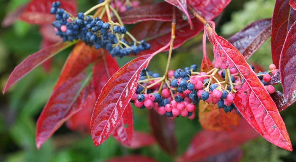 Brandywine™ Viburnum Shrub Beautiful Berries/Hardy Proven Winners
